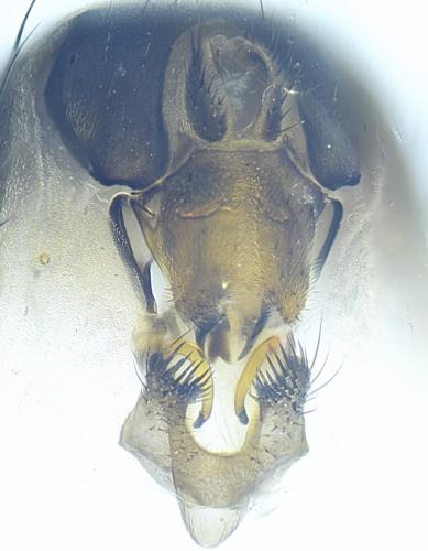 Hydrellia griseola